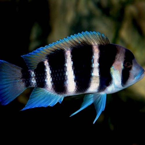 Cyphotilapia frontosa - Tanganjika beulenkopf 6-7 cm